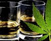 Alcohol y marihuana, peligrosa combinación